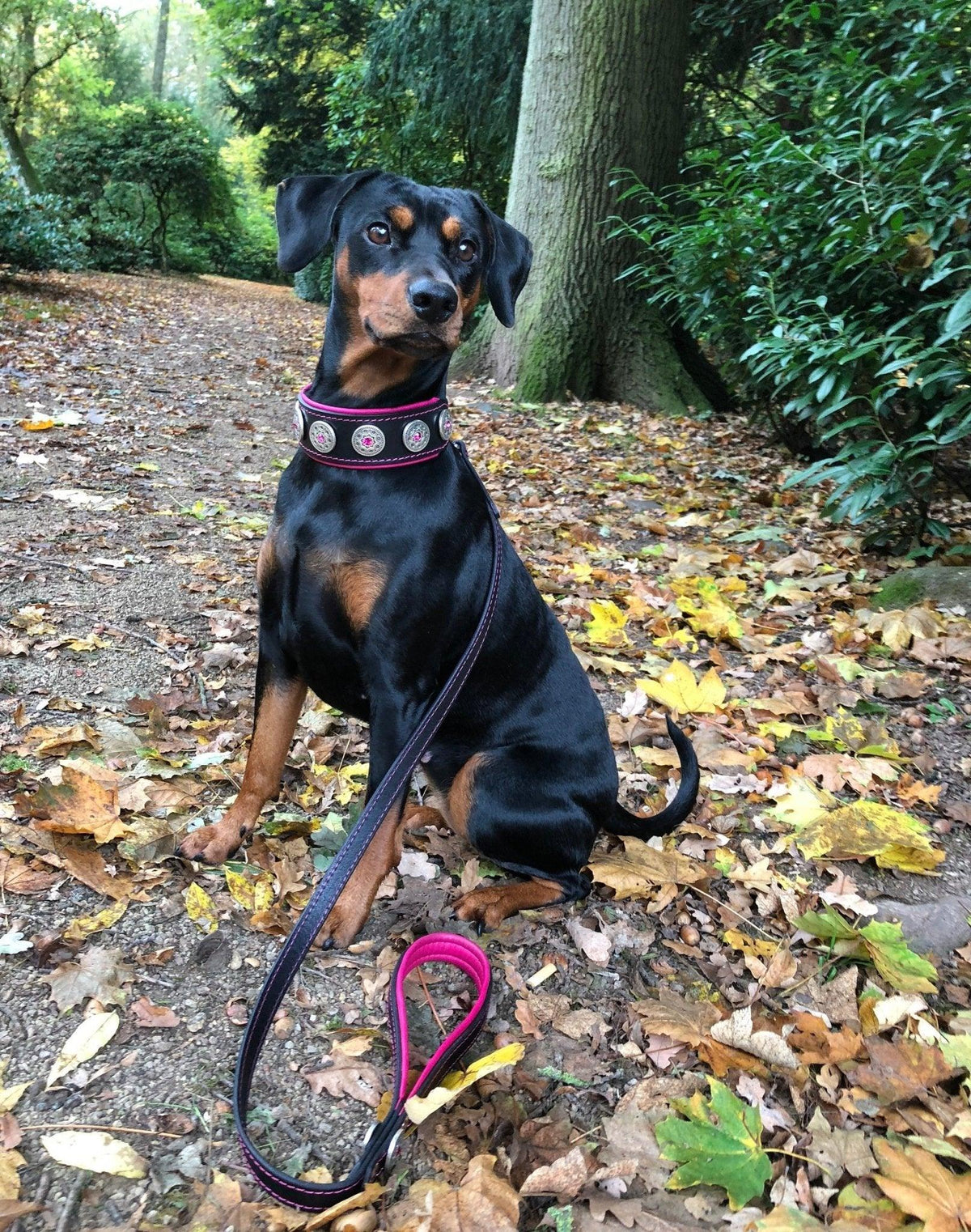 Bestia Bijou Black & Pink Leather Dog Collar