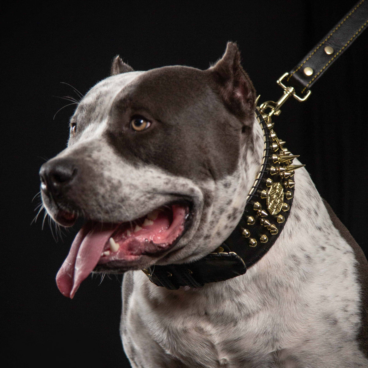 Bestia Imperium Hand-Stitched 8 cm Leather Show Collar