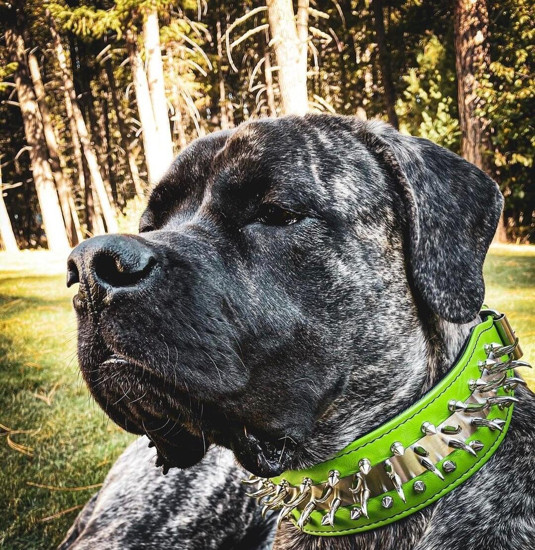 Bestia Predator Green Leather Dog Collar