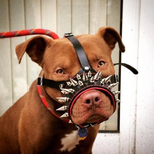 The "Danger" muzzle