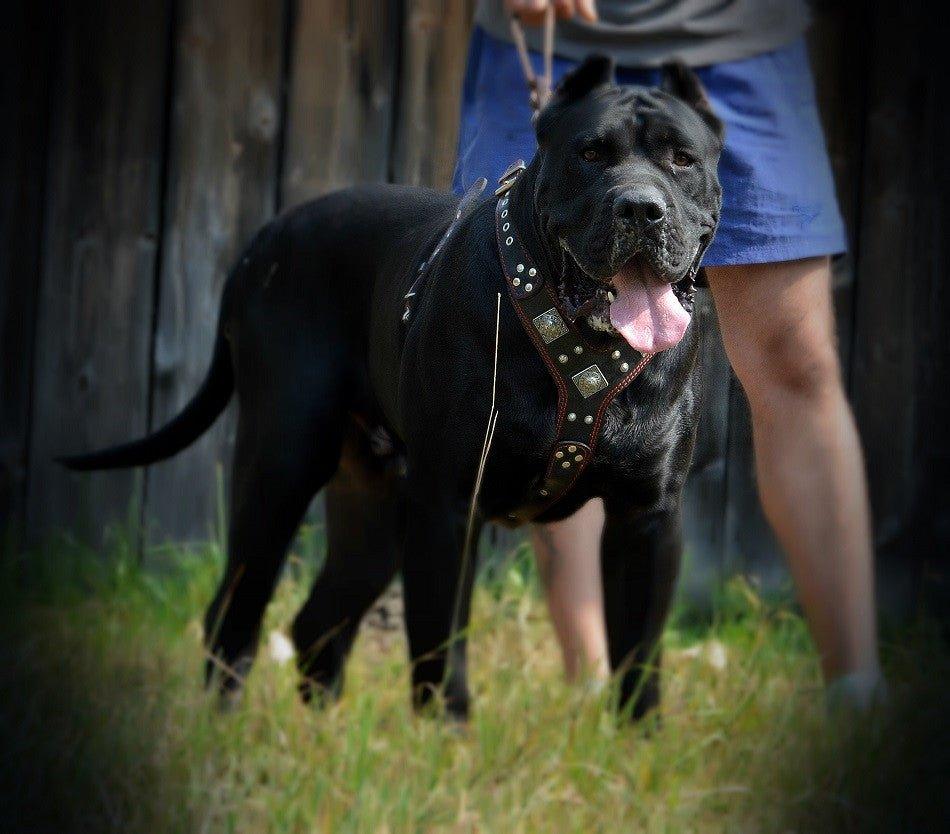 Bestia Eros Black & Red Leather Dog Harness