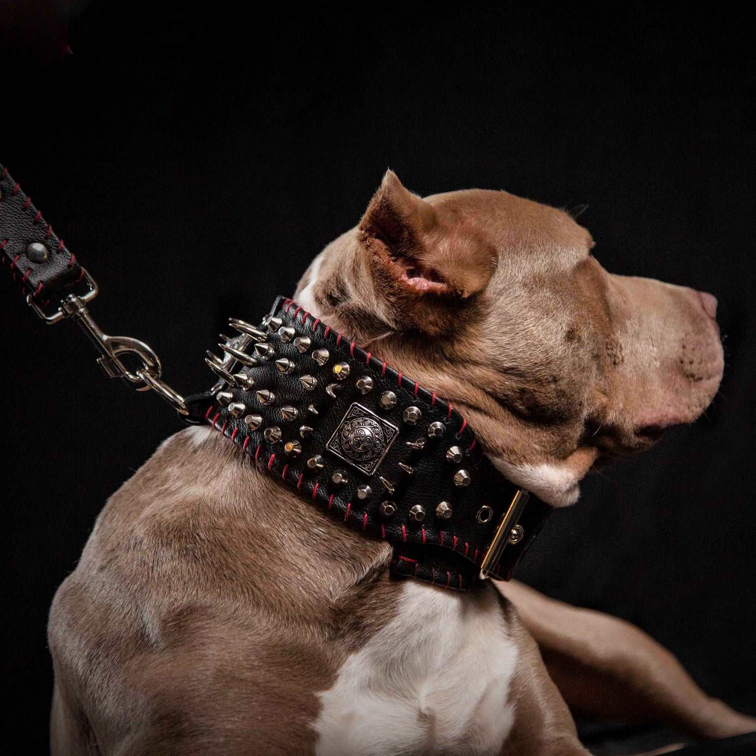 Bully Dog Gear
