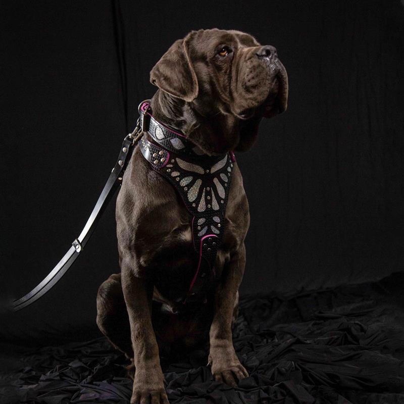 The ''Ariel'' collar