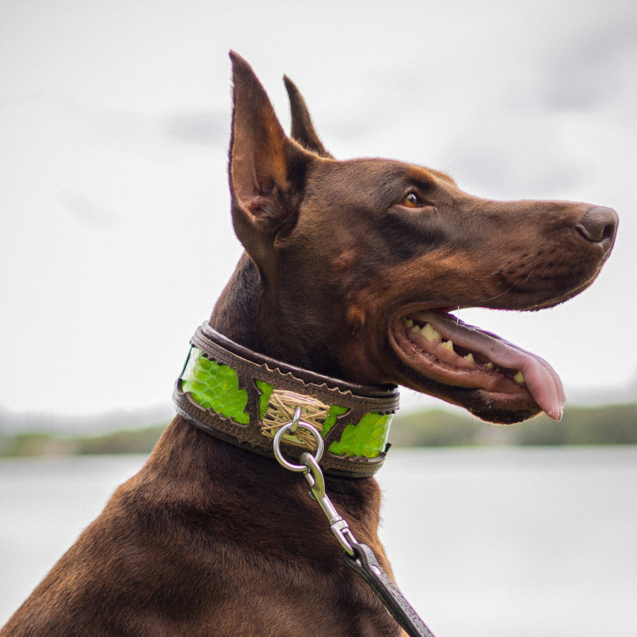 Dog wearing premium leather gear