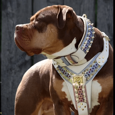 Dog wearing premium leather gear