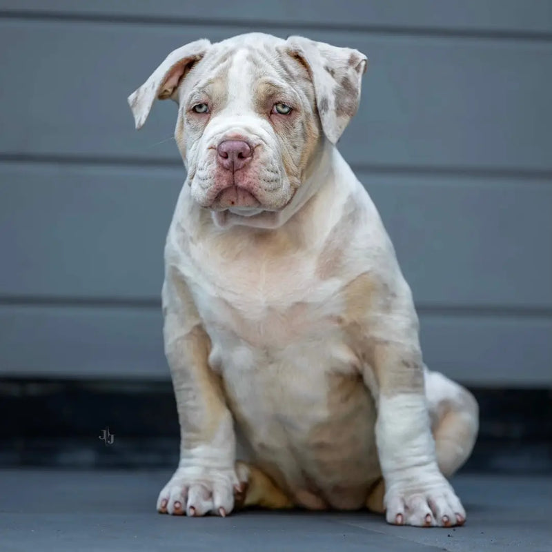 Raw-Bully's