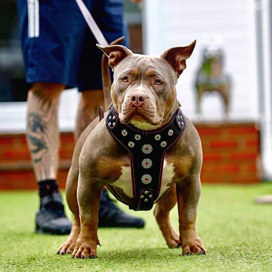 Dog wearing premium leather gear