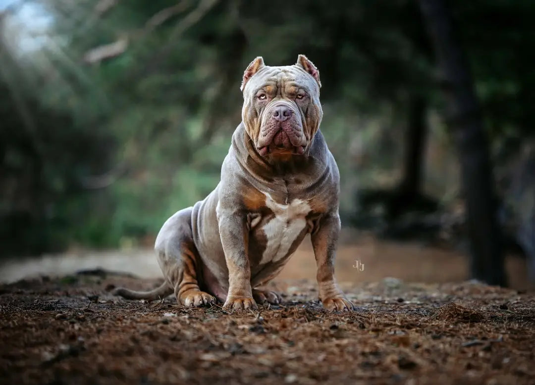 Raw-Bully's