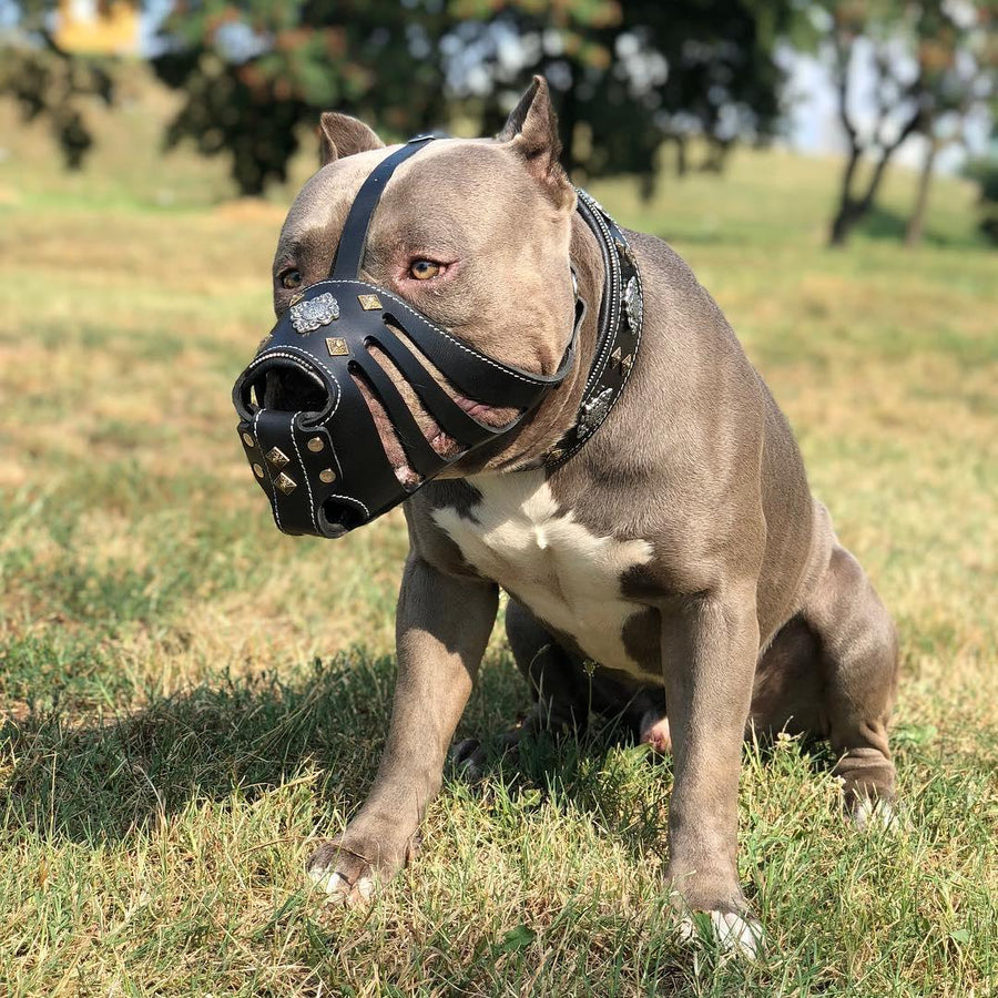 Dog wearing premium leather gear