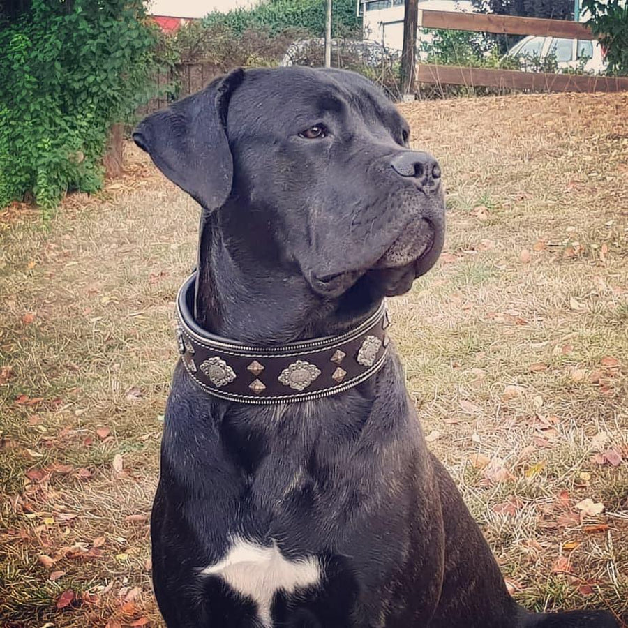 Dog wearing premium leather gear