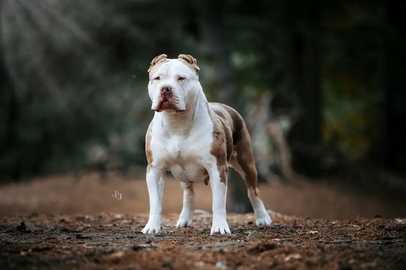 Raw-Bully's