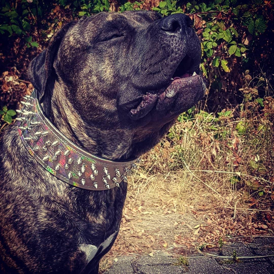Dog wearing premium leather gear
