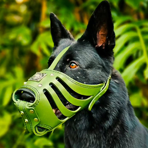 Dog wearing premium leather gear
