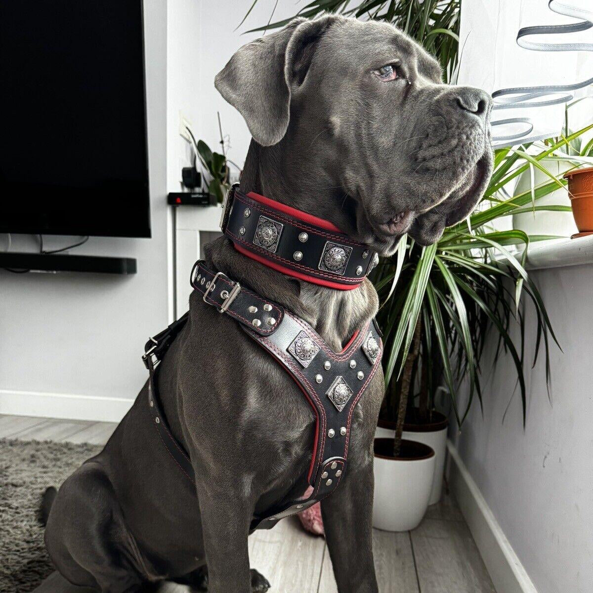 "EROS" BIG dog SET- Harness - collar - lead. Black & Red