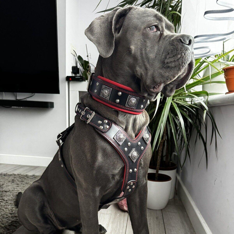Dog wearing premium leather gear