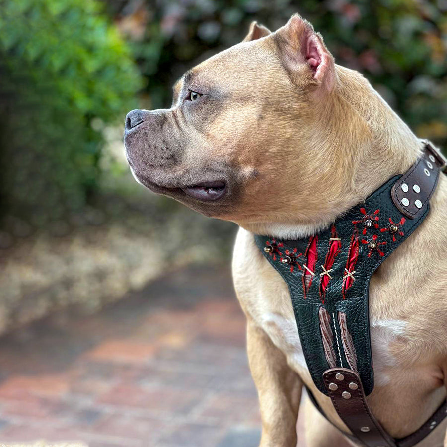 Dog wearing premium leather gear