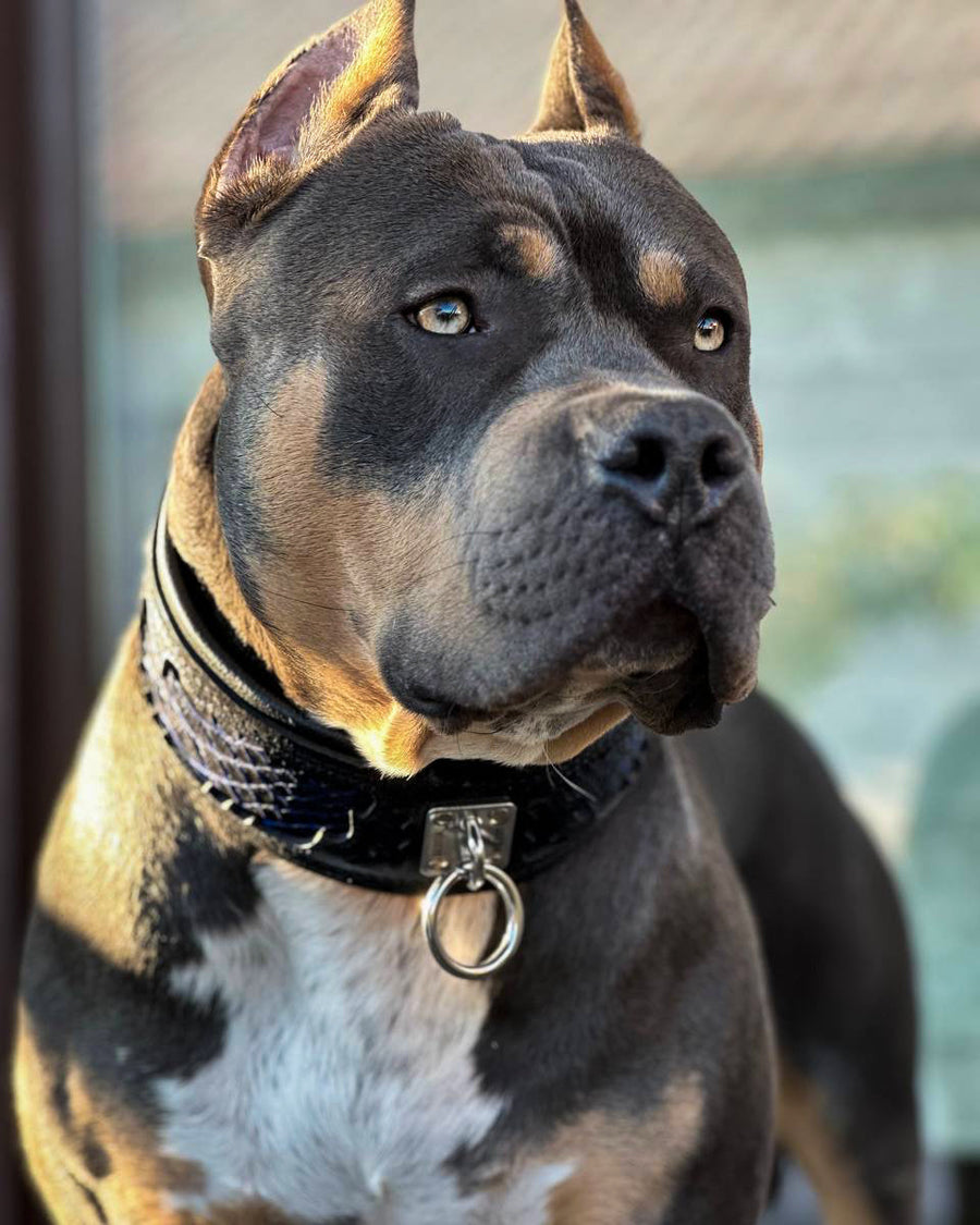 Dog wearing premium leather gear