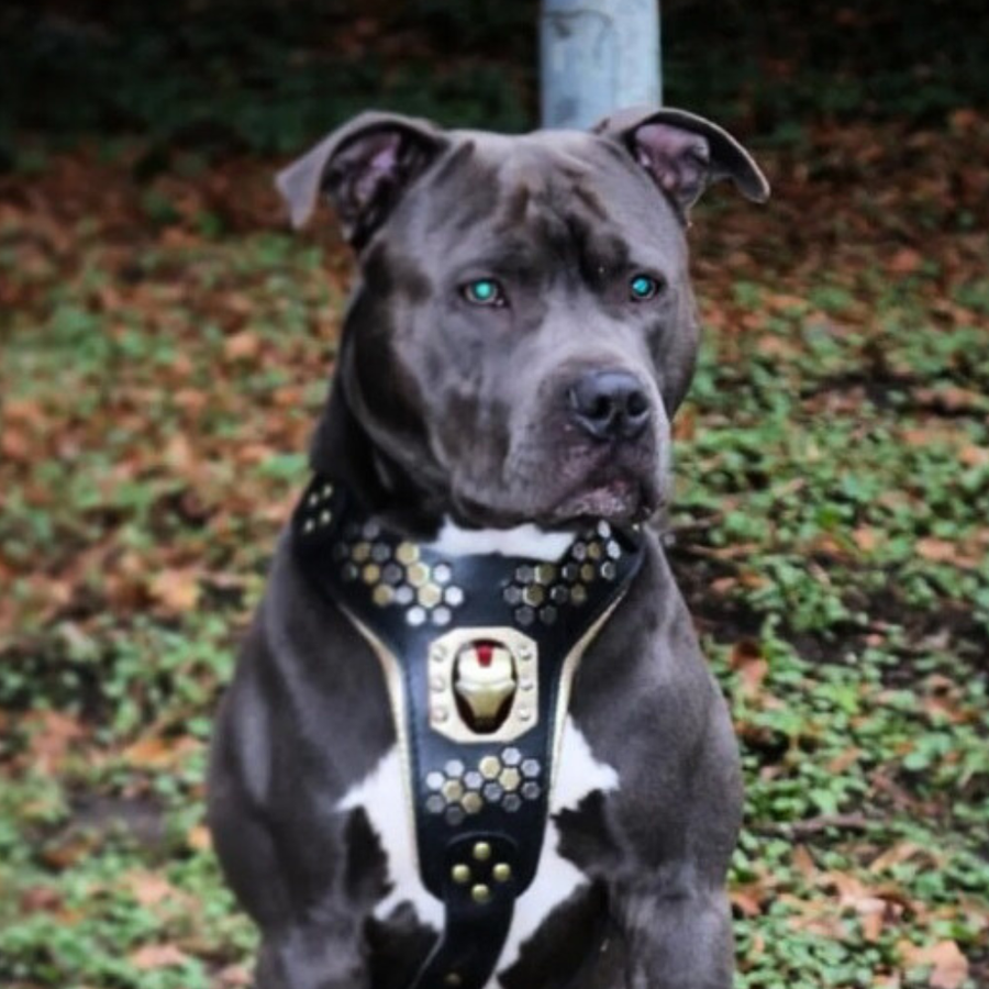 Dog wearing premium leather gear