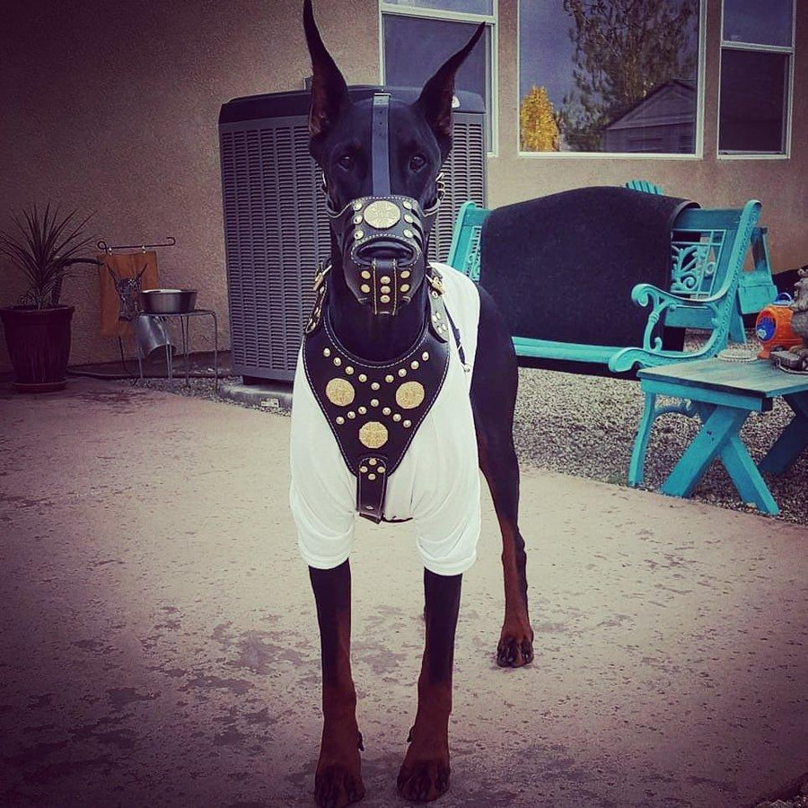 Dog wearing premium leather gear