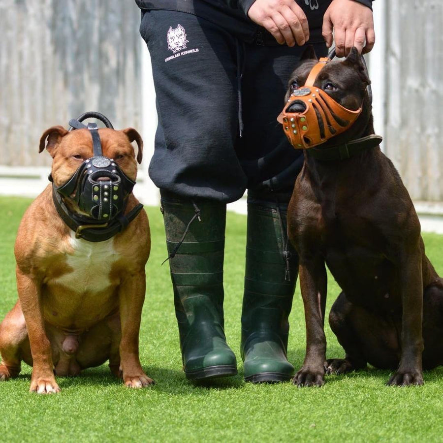 Dog wearing premium leather gear