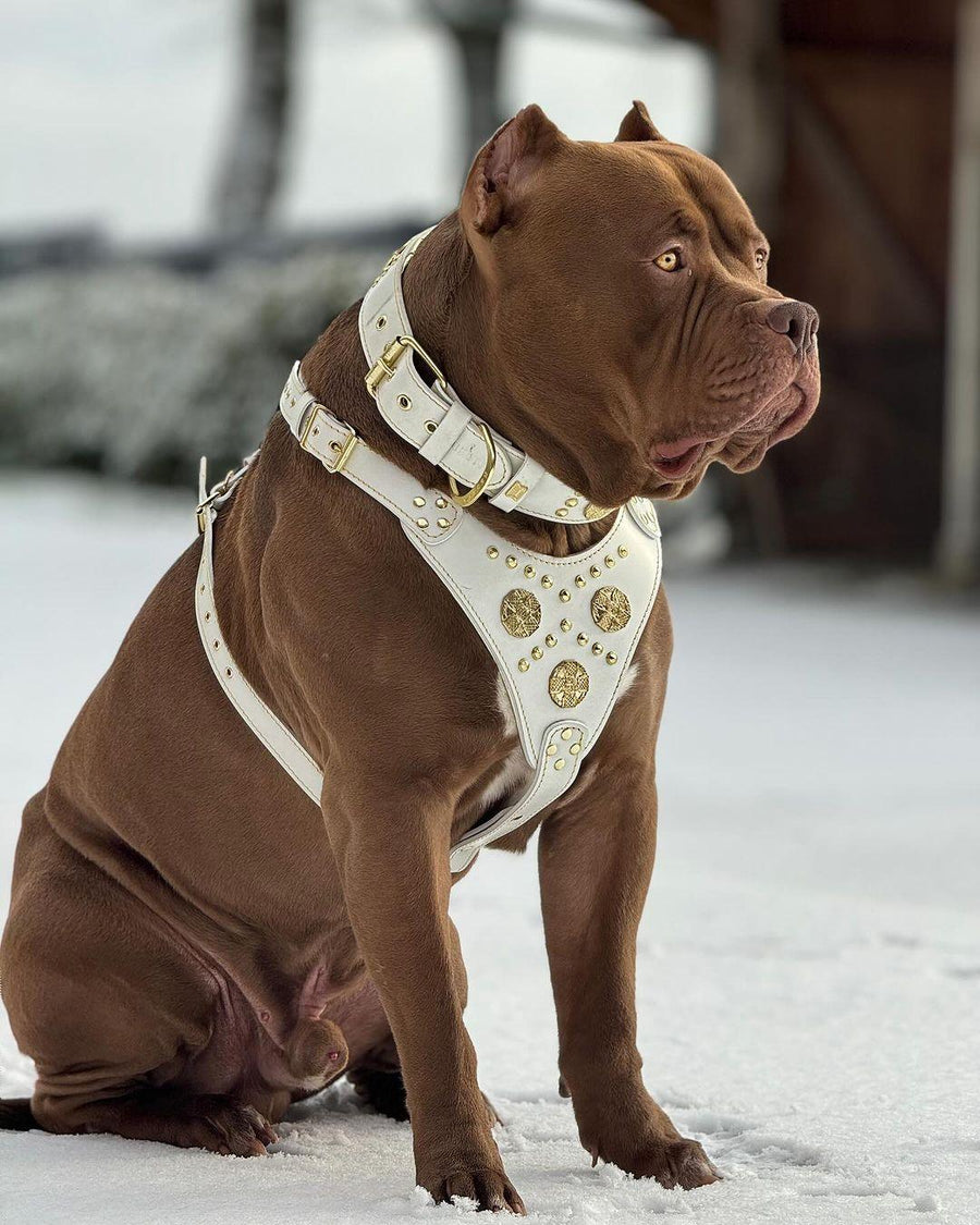 Dog wearing premium leather gear