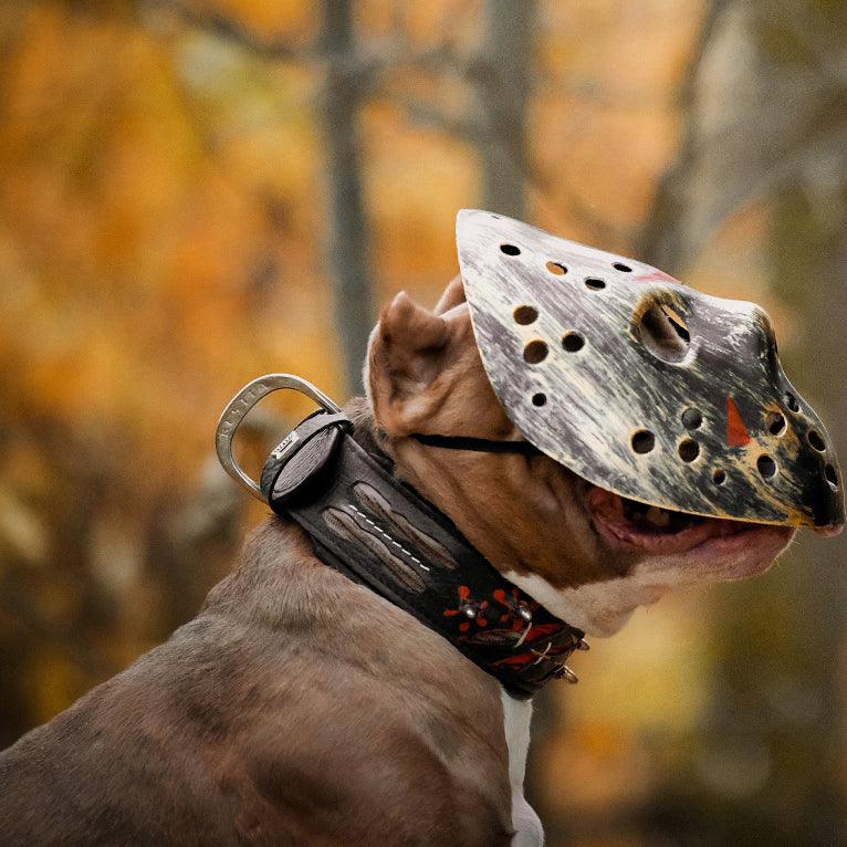 Dog wearing premium leather gear