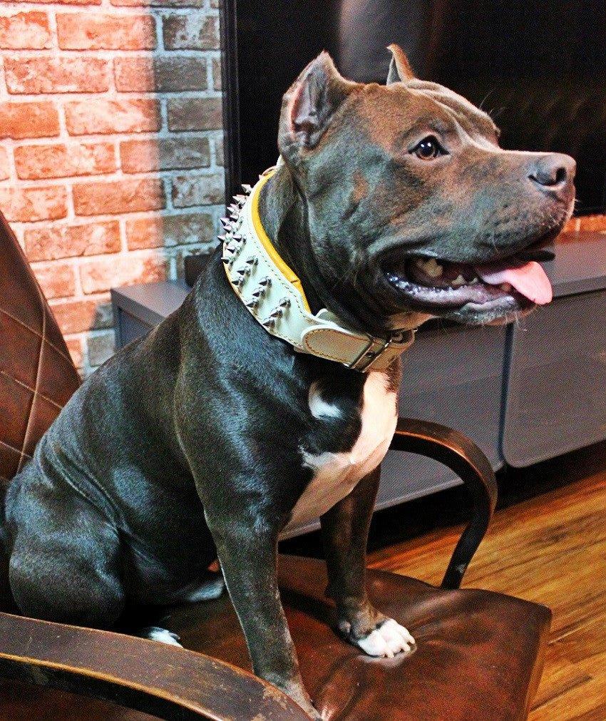 Dog wearing premium leather gear