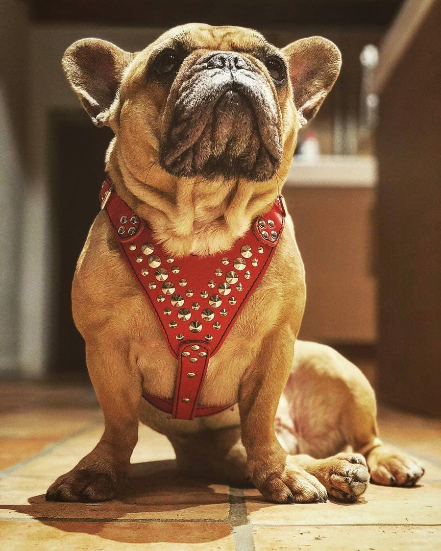 Dog wearing premium leather gear
