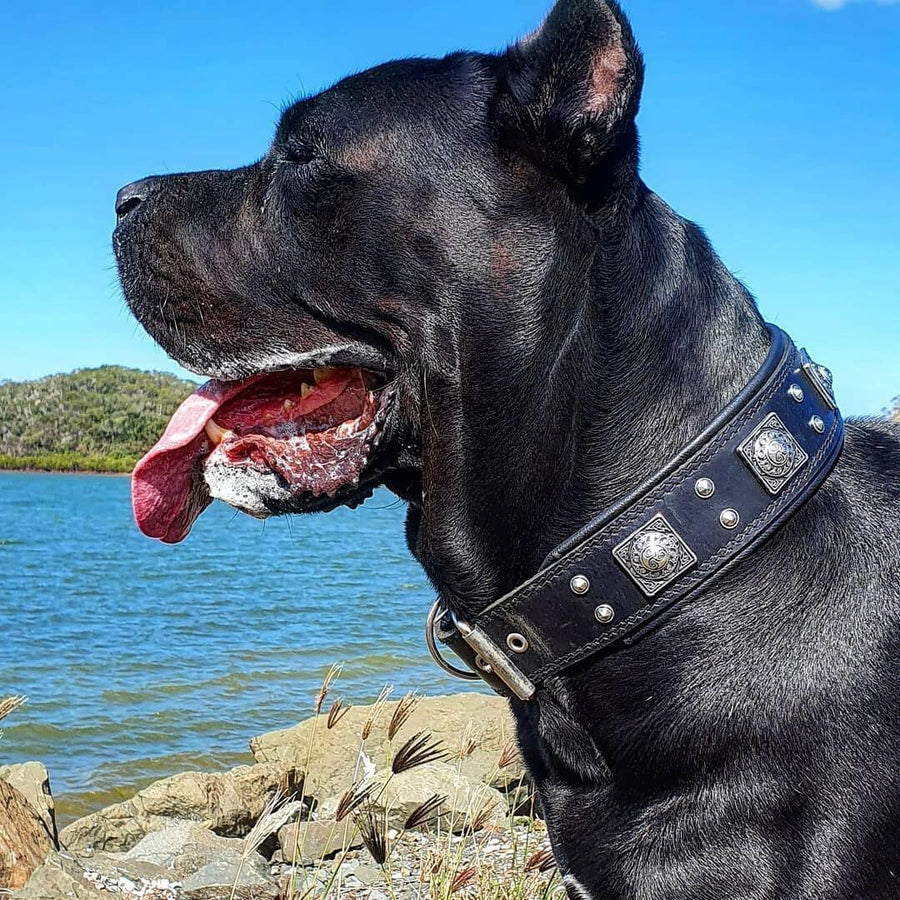 Dog wearing premium leather gear