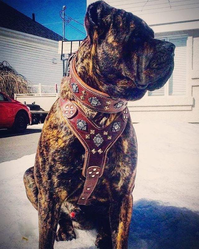 Dog wearing premium leather gear