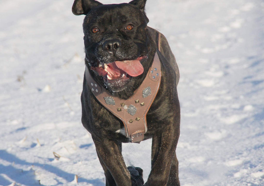 Dog wearing premium leather gear