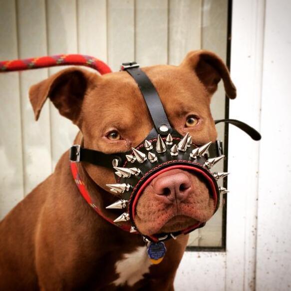 Dog wearing premium leather gear