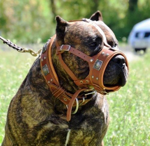 Dog wearing premium leather gear