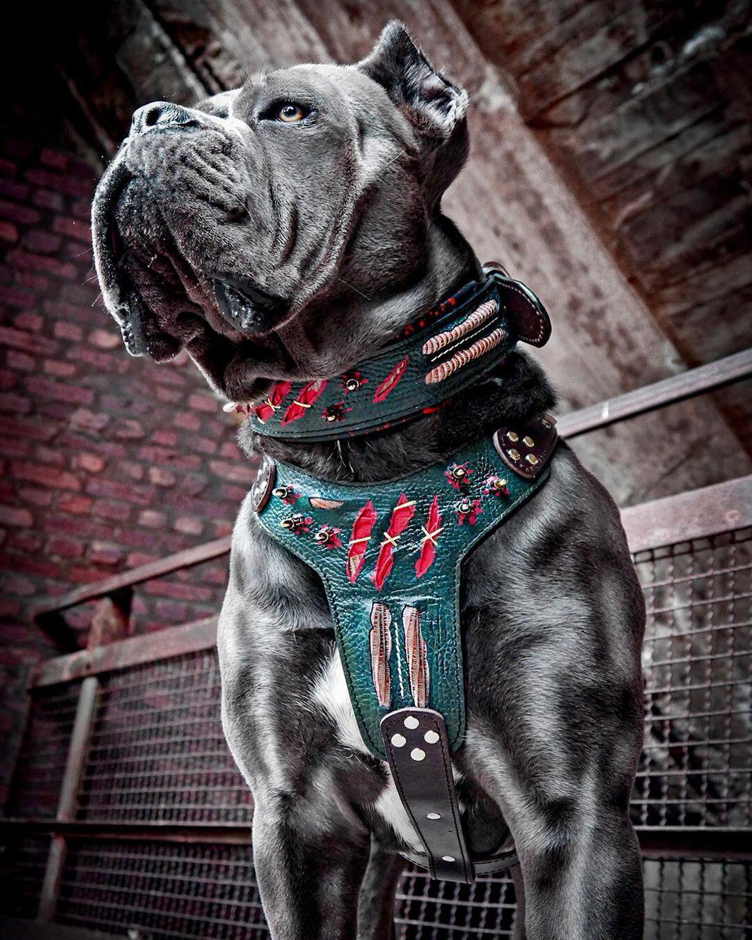 The ''Haunted'' harness LIMITED-2