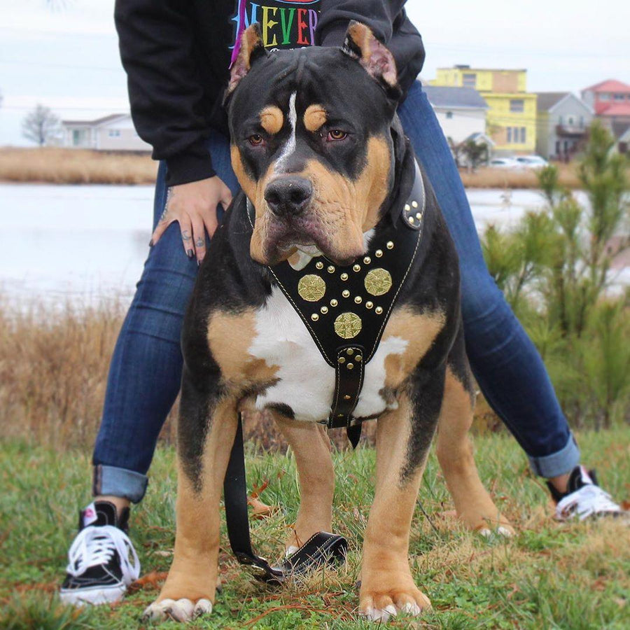 Dog wearing premium leather gear