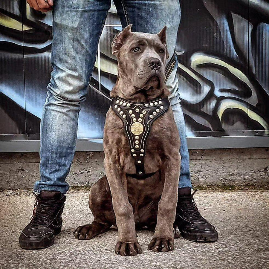 Dog wearing premium leather gear