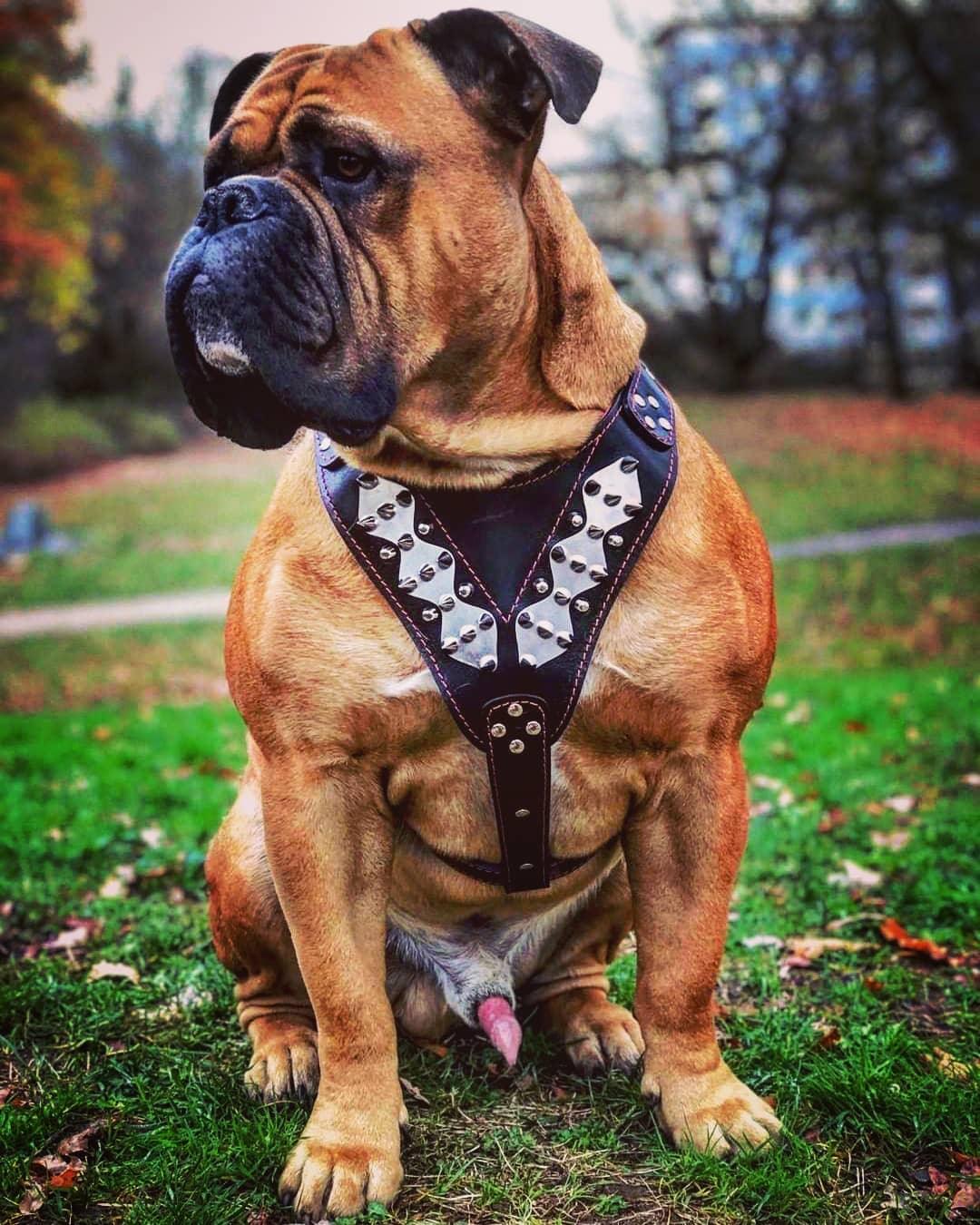 The "Steel" harness-3