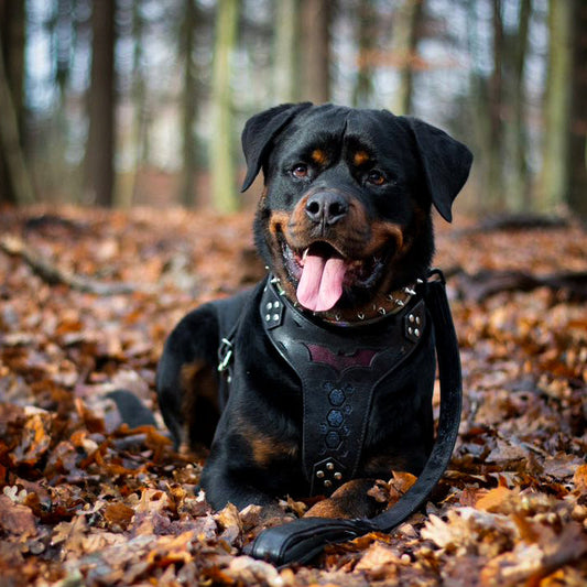 BATDOG HARNESS-1