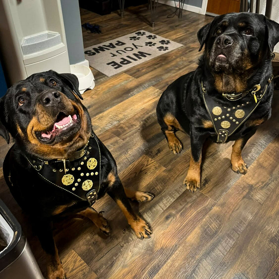 Dog wearing premium leather gear