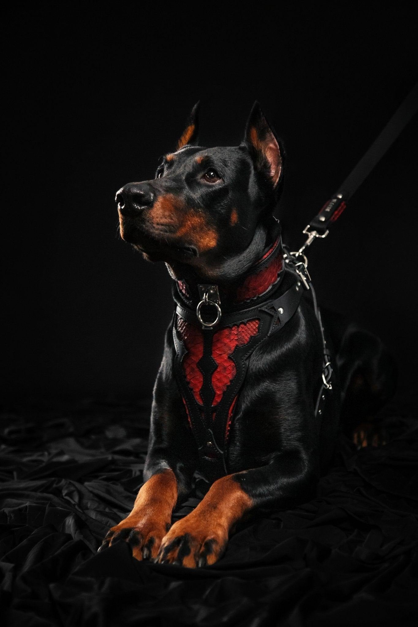 Doberman wearing the Red Dragon premium leather harness