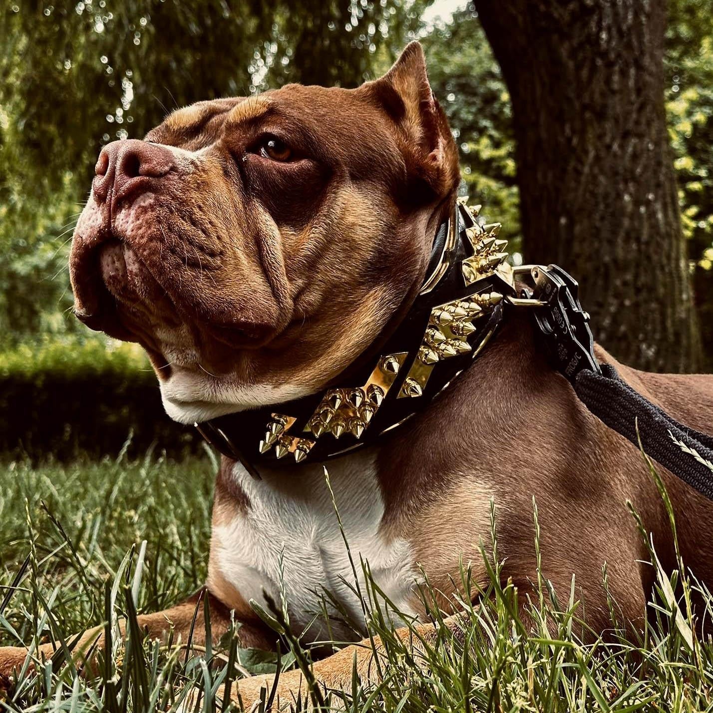 Powerful dog wearing premium black and gold leather gear